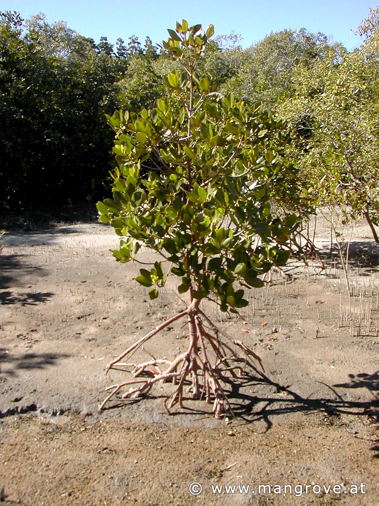 Rhizophora stylosa growth